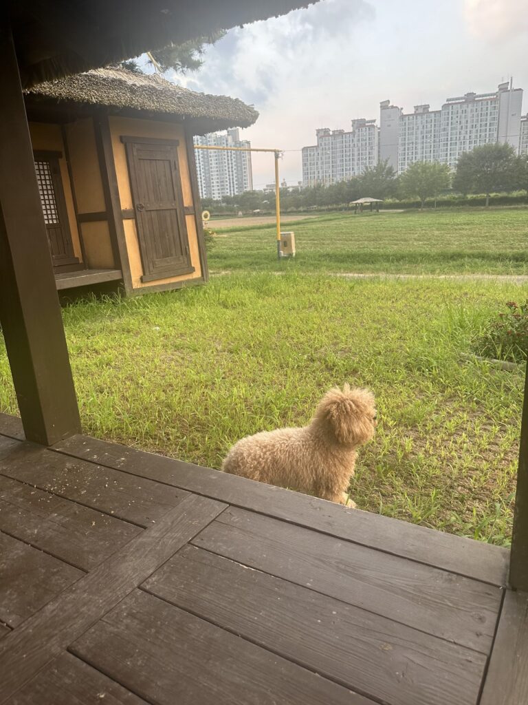 How Optimize Rank Math SEO to 80+ Scores Strictly on a Mobile Phone